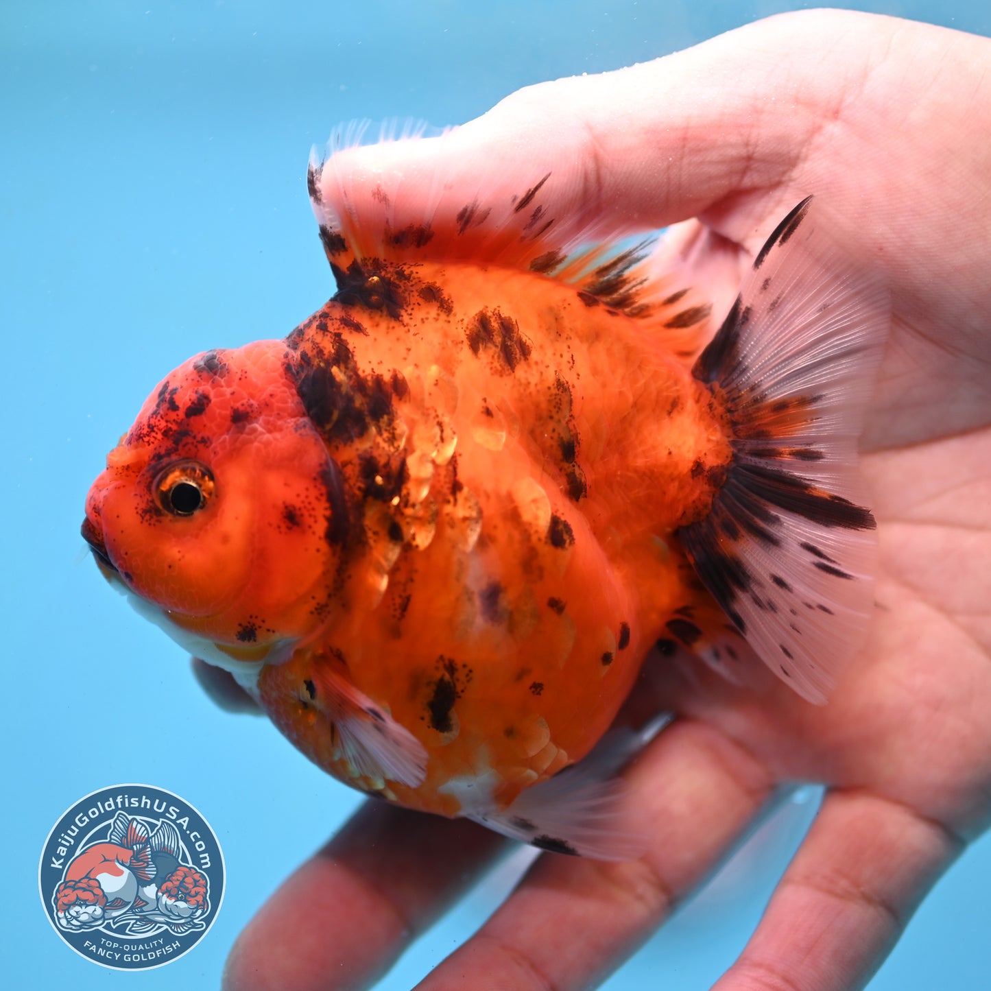 Tiger Oranda 3 inch Body (260213_OR06)