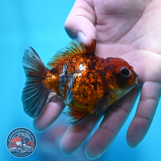 Tiger Oranda 3 inch Body (260424_OR19)