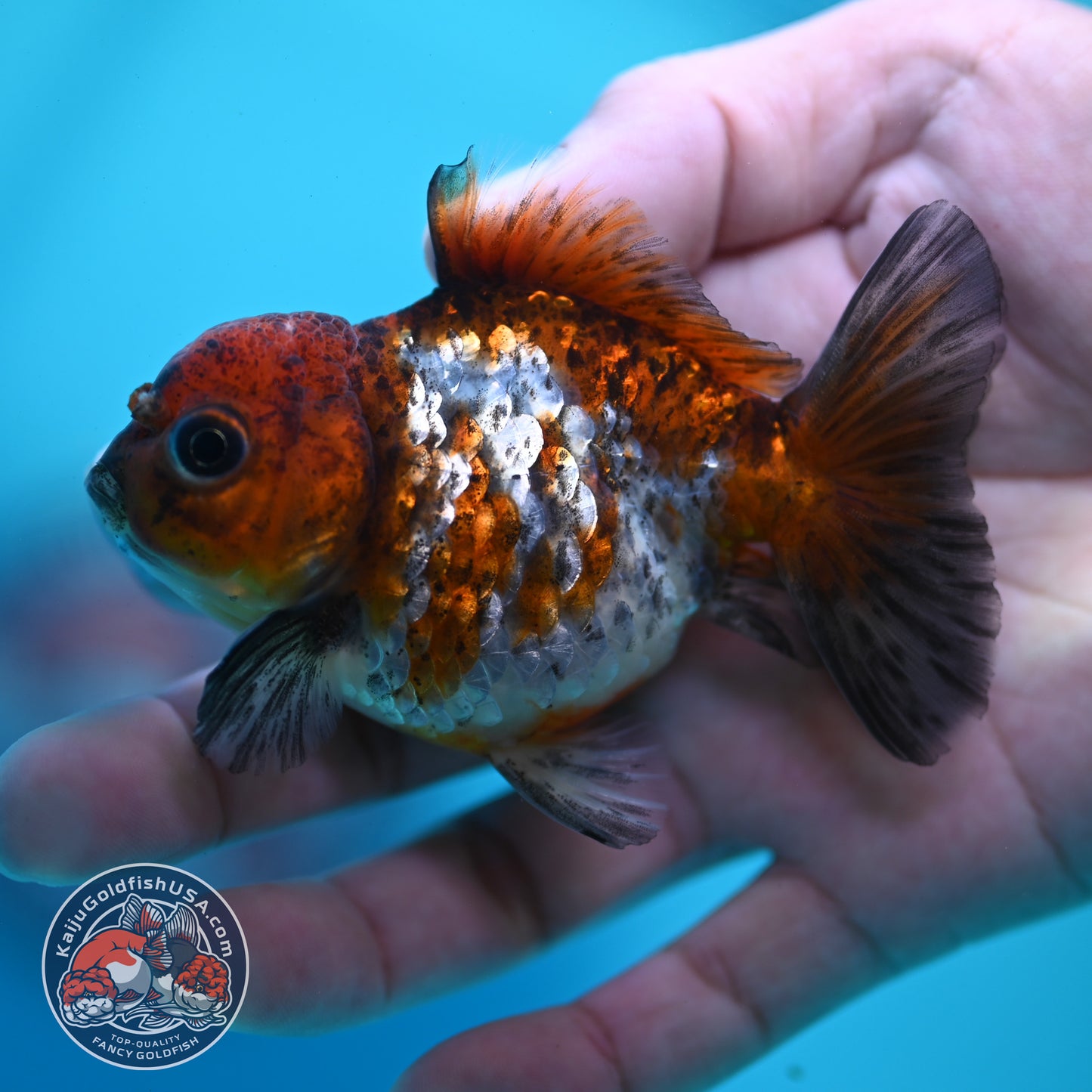 Tiger Oranda 3 inch Body (260424_OR19)