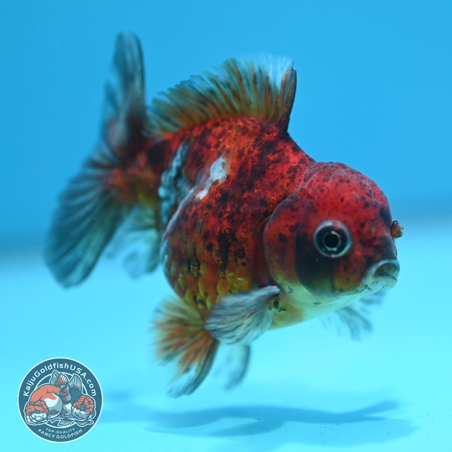 Tiger Oranda 3 inch Body (260424_OR19)