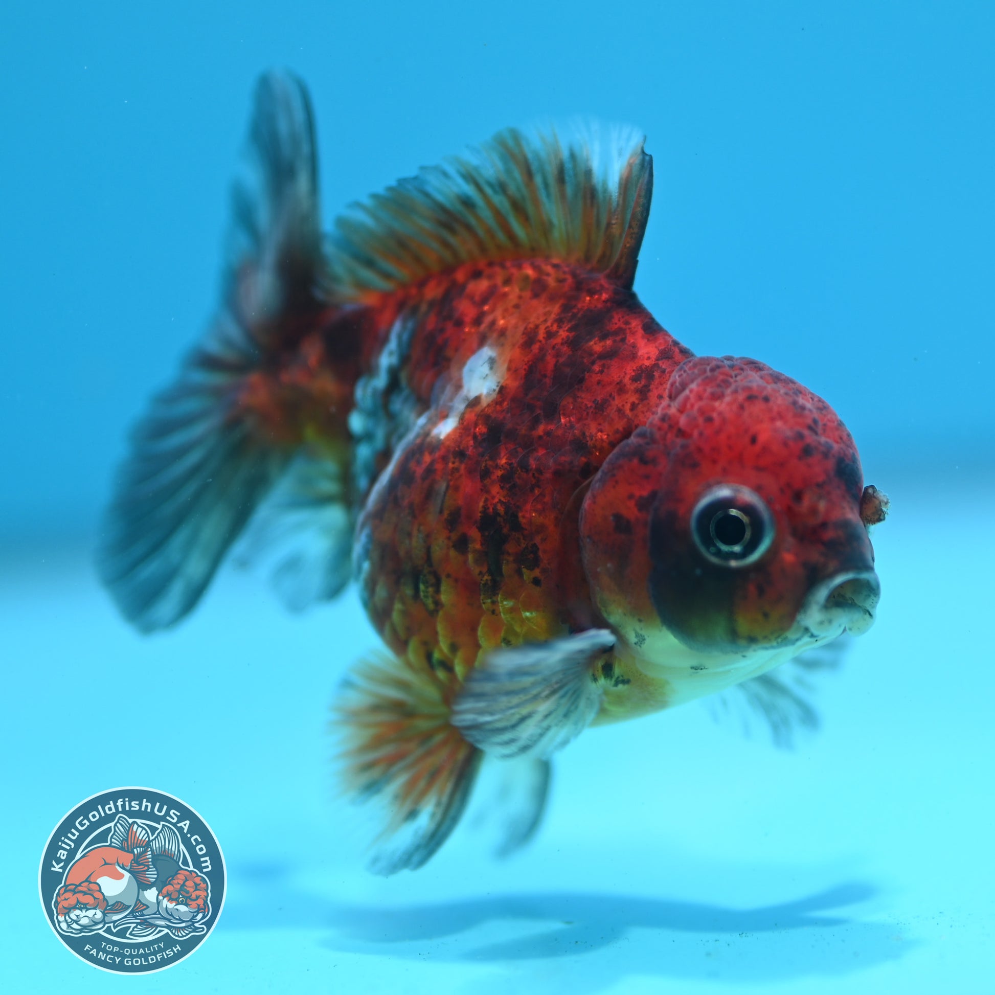 Tiger Oranda 3 inch Body (260424_OR19)