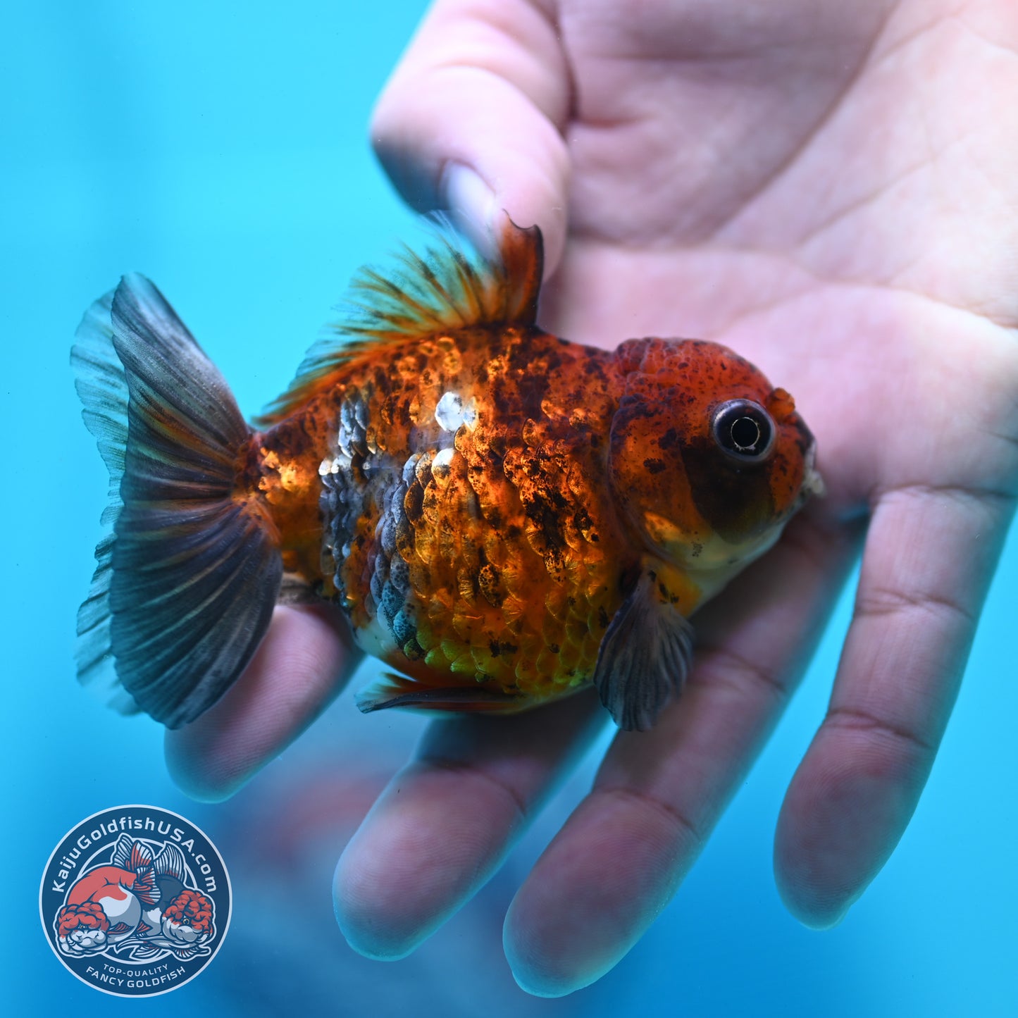 Tiger Oranda 3 inch Body (260424_OR19)