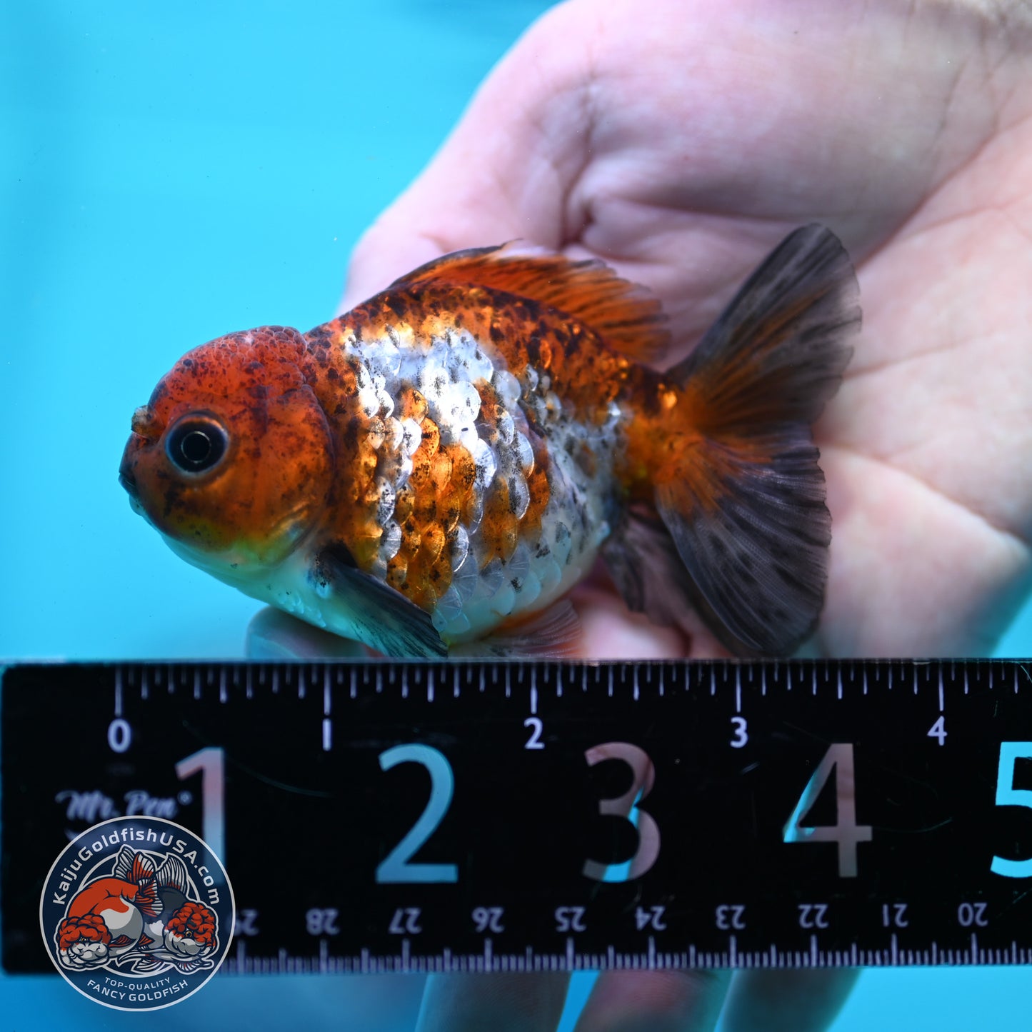 Tiger Oranda 3 inch Body (260424_OR19)