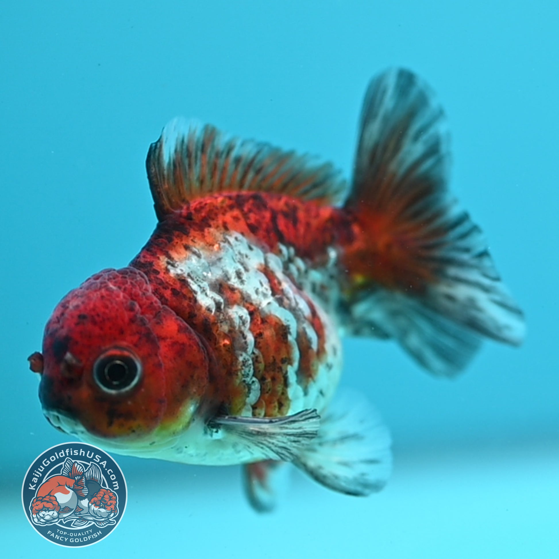 Tiger Oranda 3 inch Body (260424_OR19)