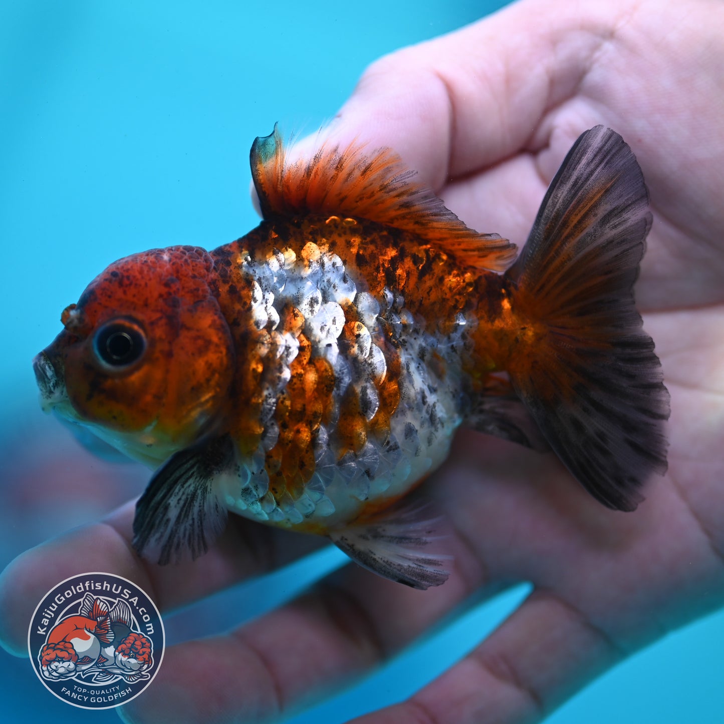 Tiger Oranda 3 inch Body (260424_OR19)