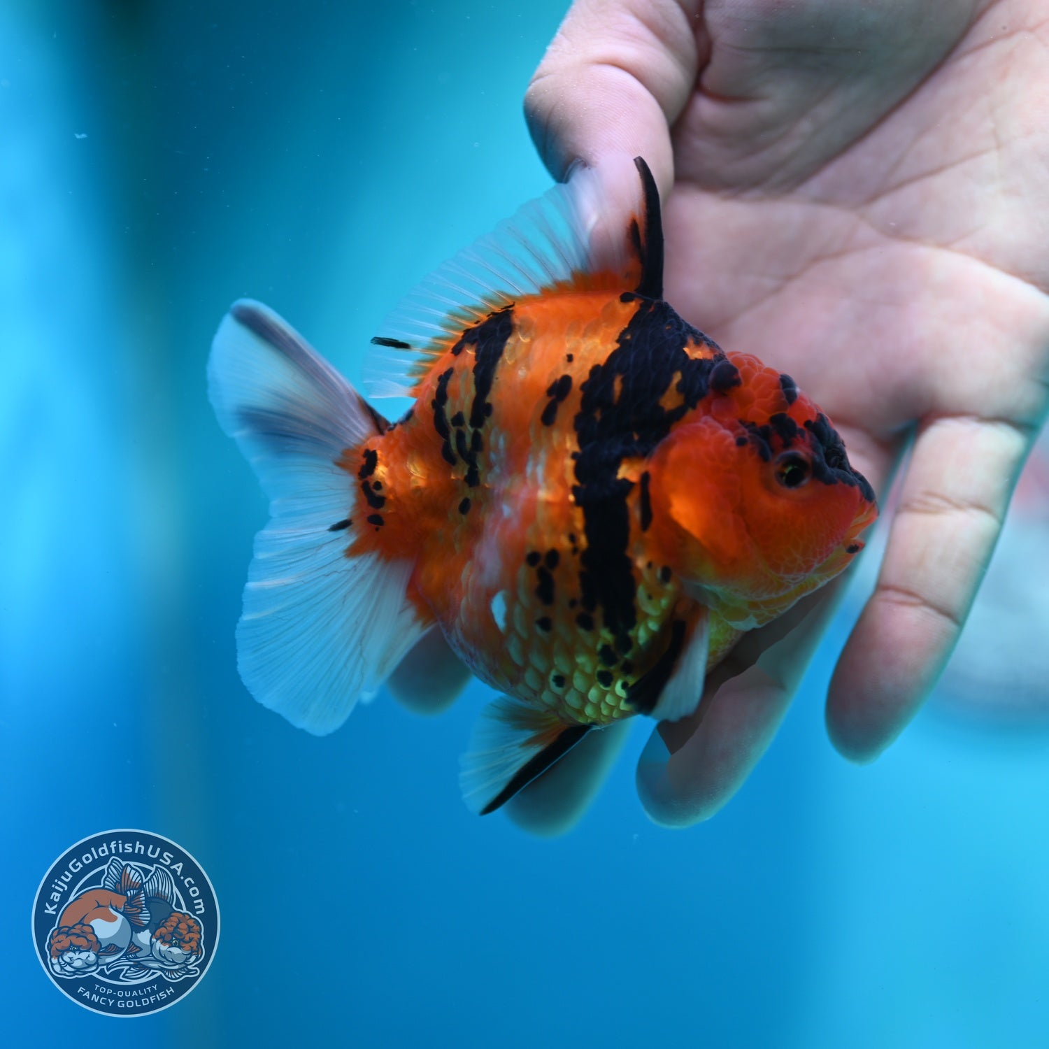 Tiger Oranda 3 inch Body (260612_OR09)