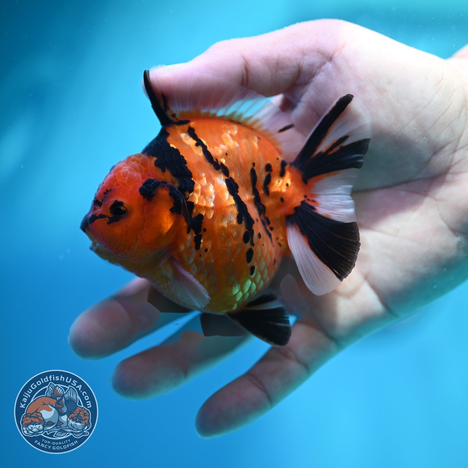 Tiger Oranda 3 inch Body (260612_OR09)