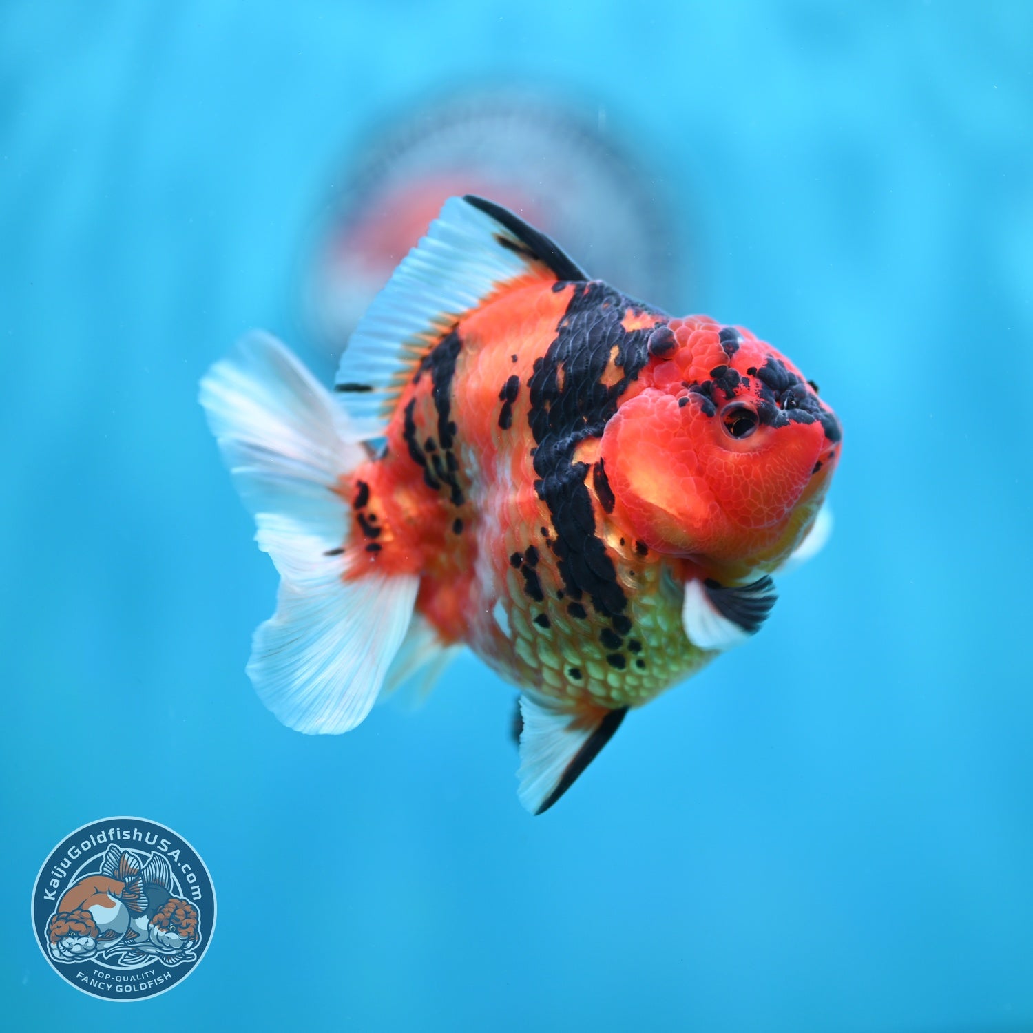 Tiger Oranda 3 inch Body (260612_OR09)