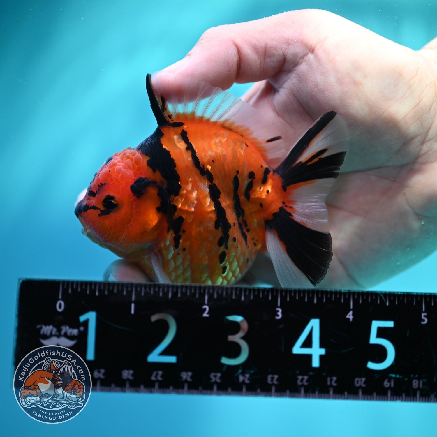 Tiger Oranda 3 inch Body (260612_OR09)