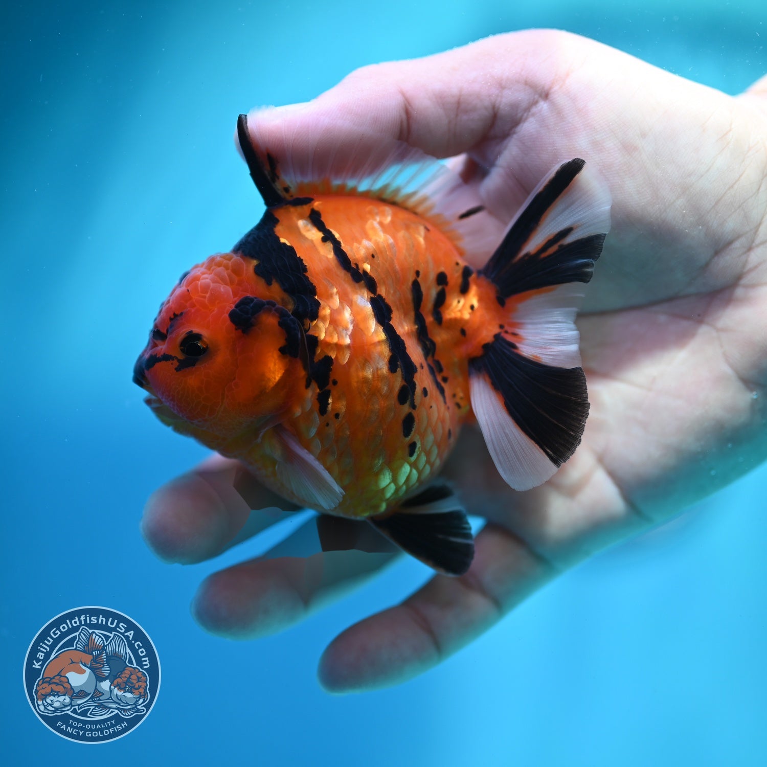 Tiger Oranda 3 inch Body (260612_OR09)
