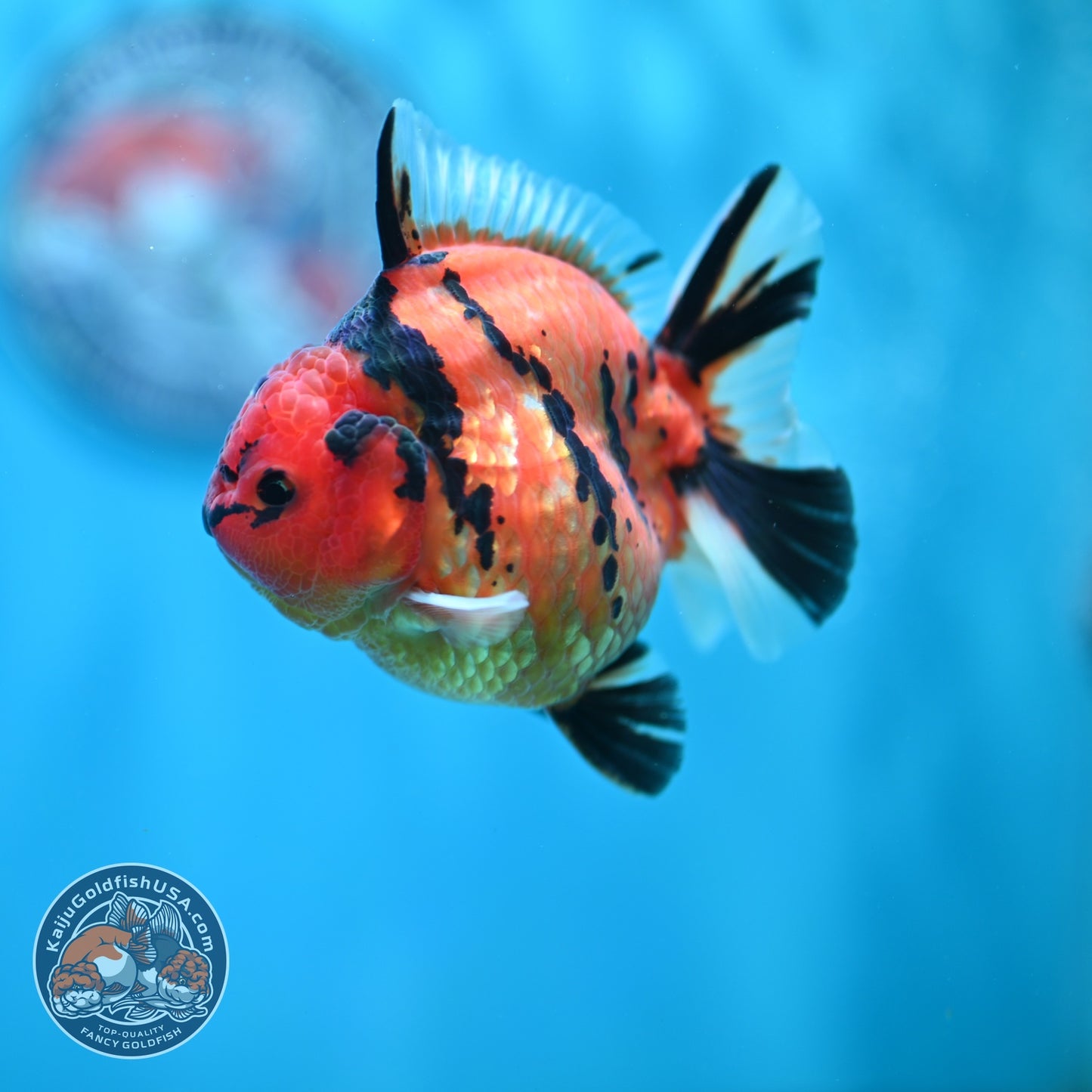 Tiger Oranda 3 inch Body (260612_OR09)