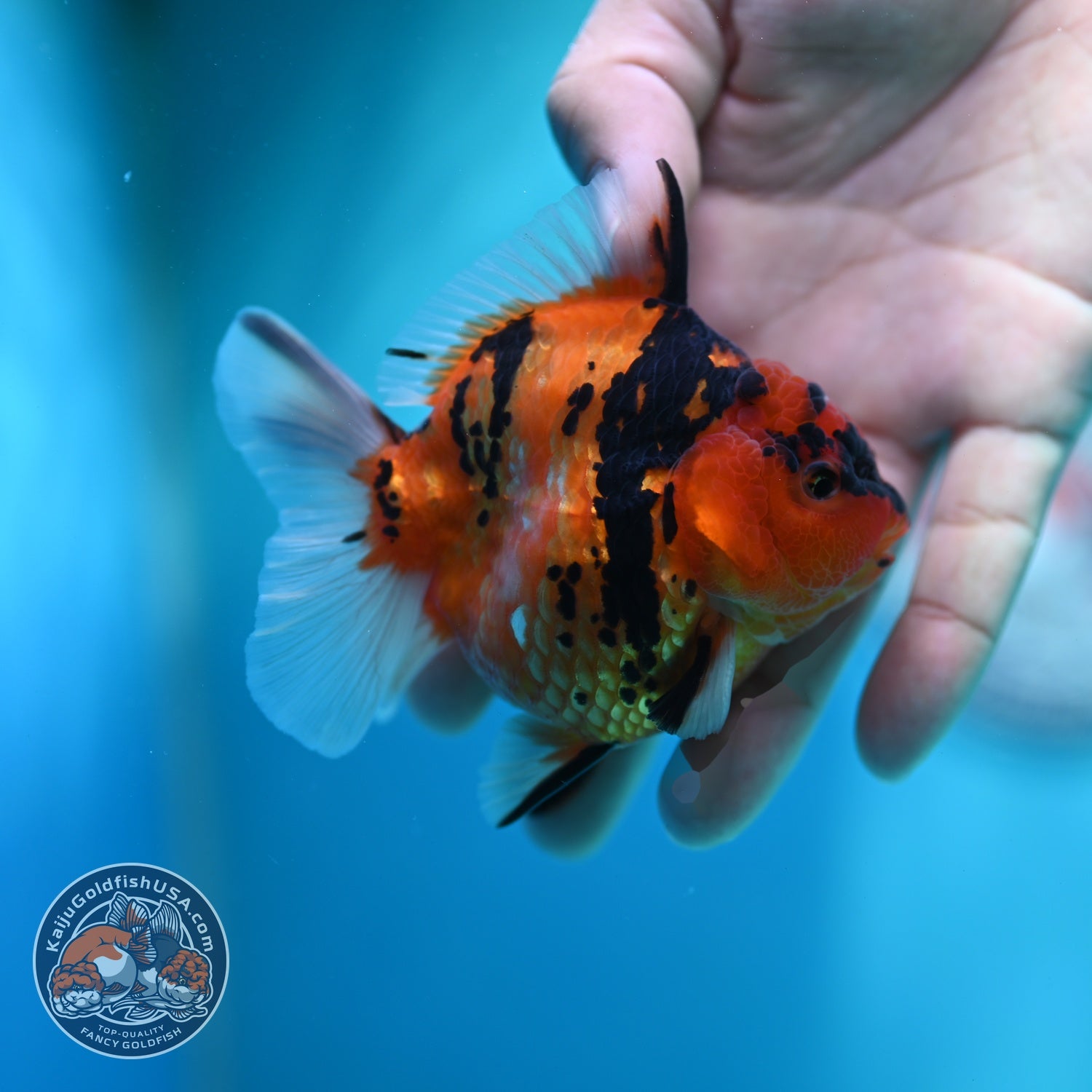 Tiger Oranda 3 inch Body (260612_OR09)
