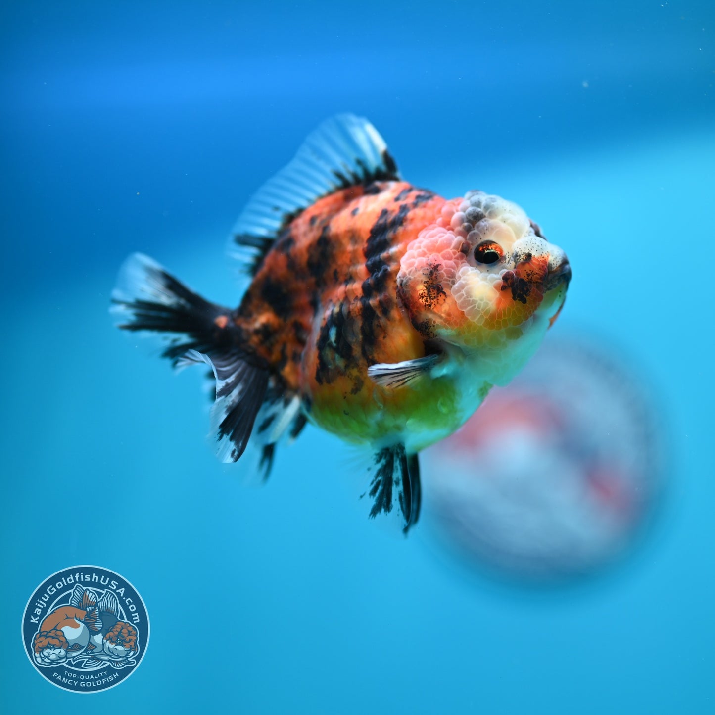 Tiger Oranda 3 inch Body (260619_OR08)