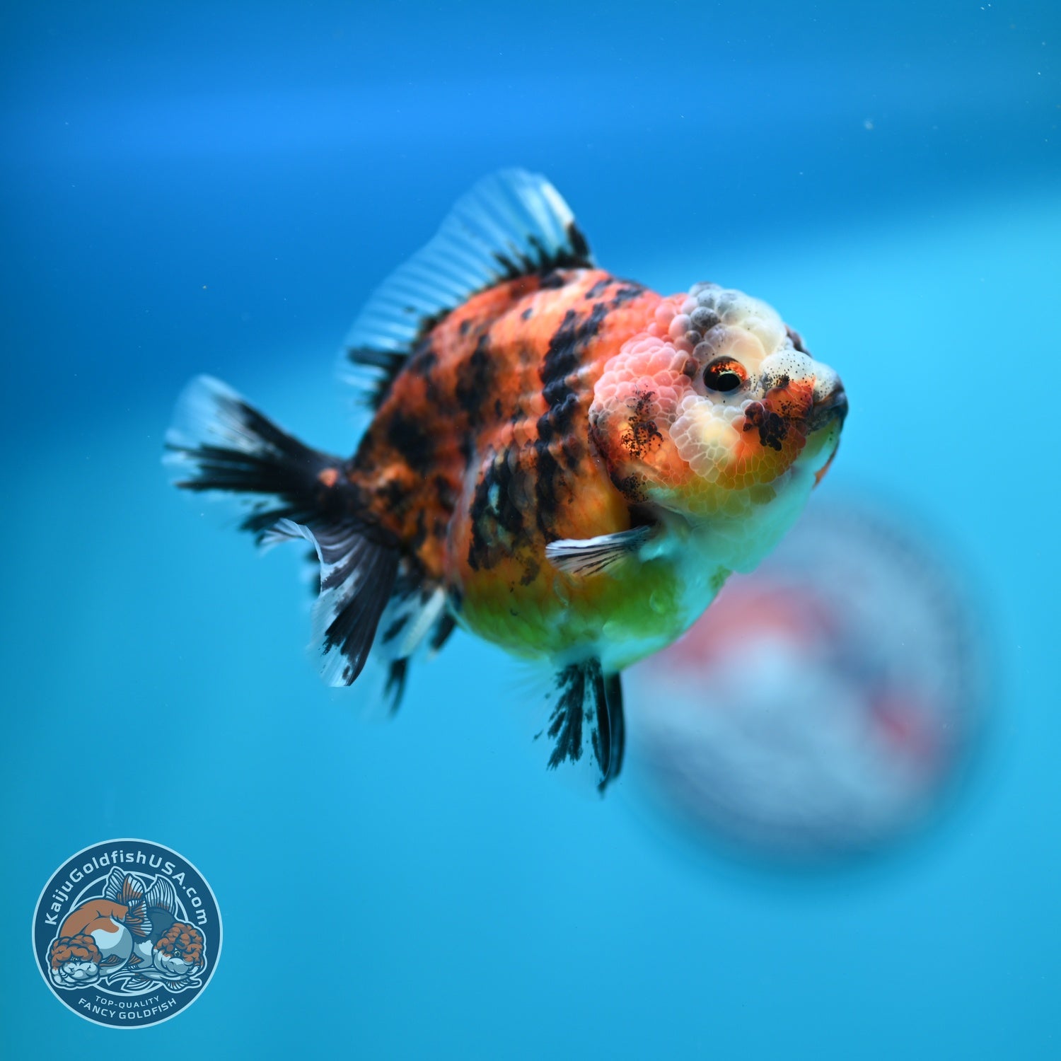 Tiger Oranda 3 inch Body (260619_OR08)