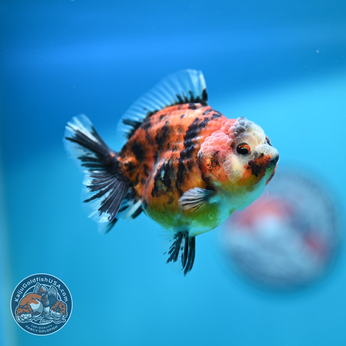 Tiger Oranda 3 inch Body (260619_OR08)