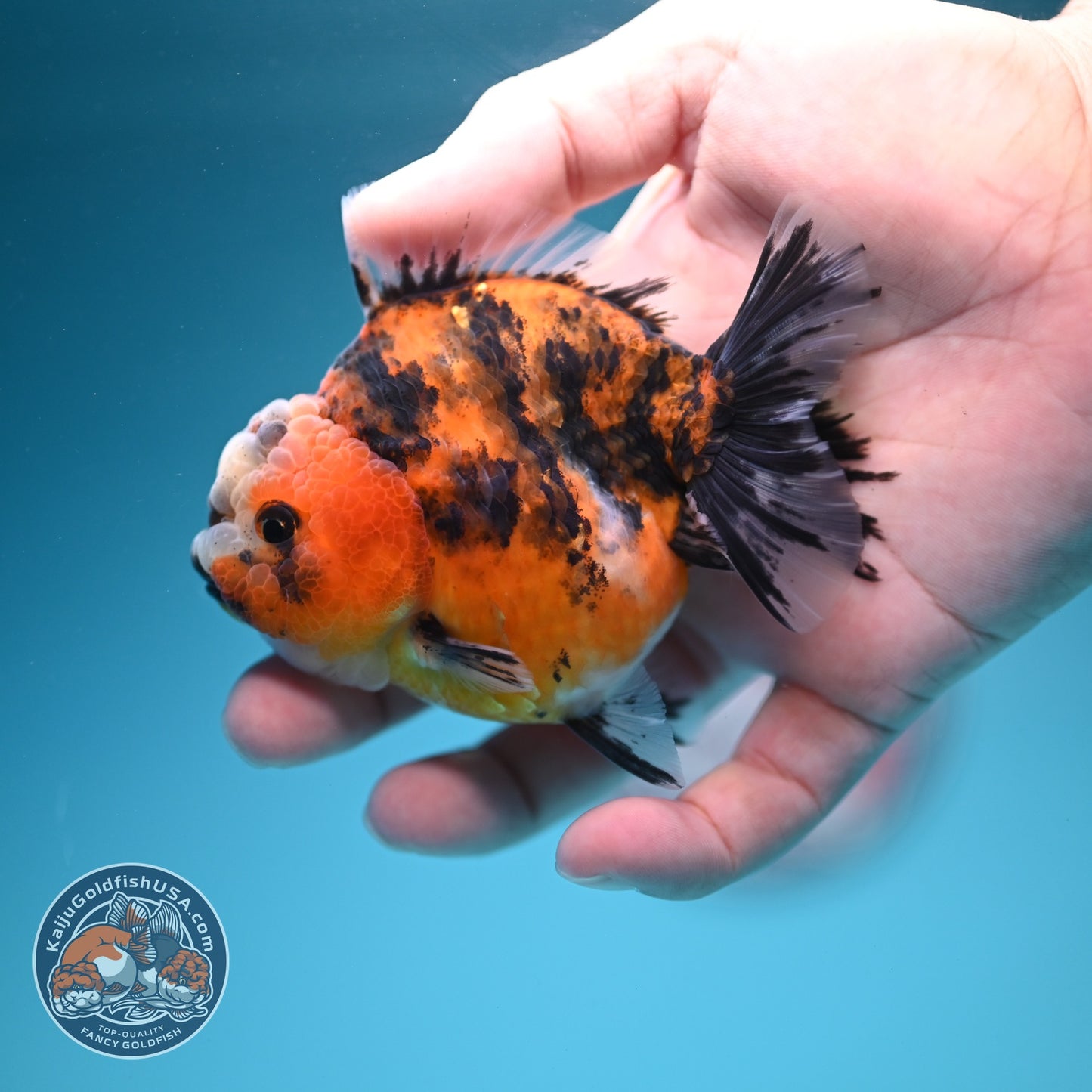 Tiger Oranda 3 inch Body (260619_OR08)