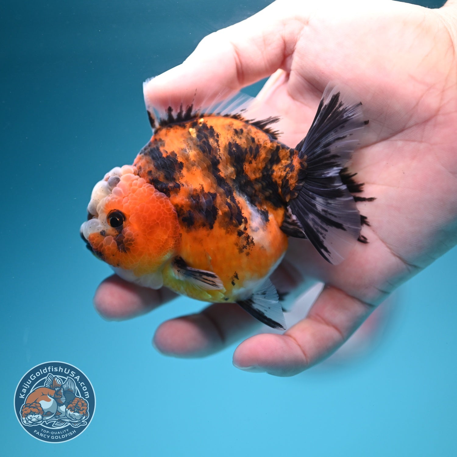 Tiger Oranda 3 inch Body (260619_OR08)