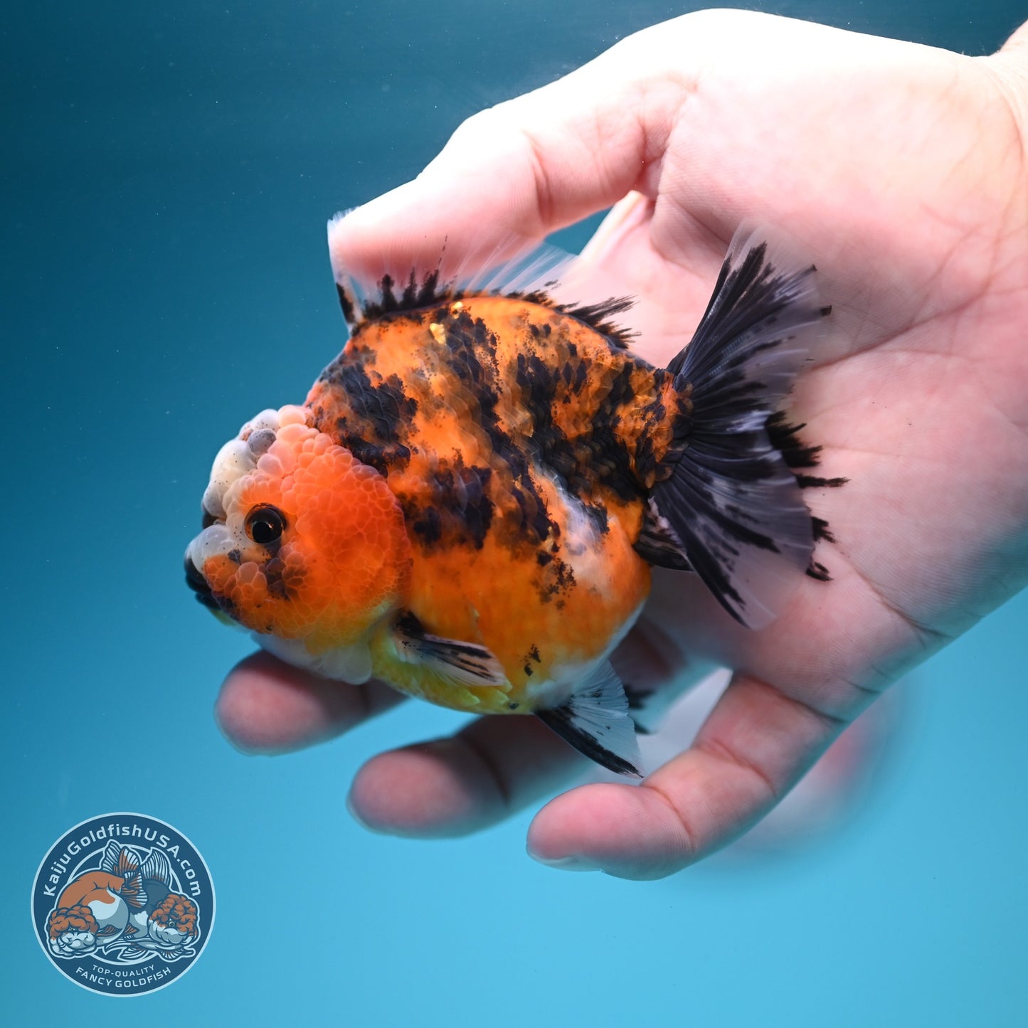 Tiger Oranda 3 inch Body (260619_OR08)