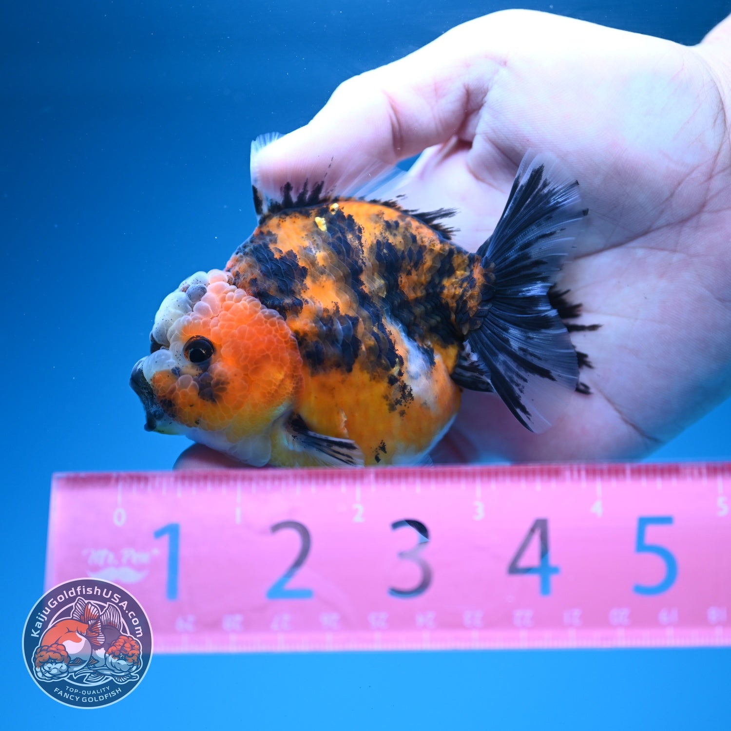 Tiger Oranda 3 inch Body (260619_OR08)