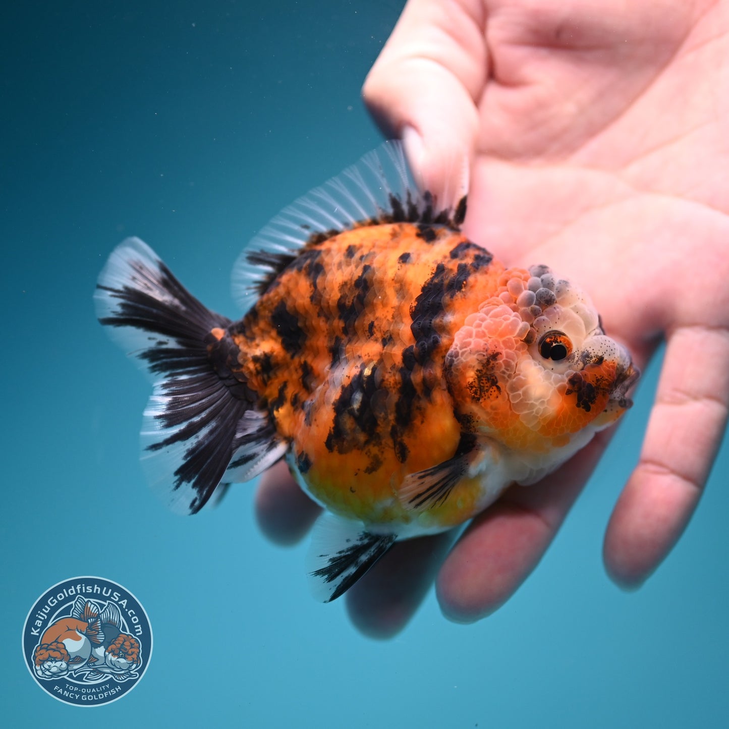 Tiger Oranda 3 inch Body (260619_OR08)