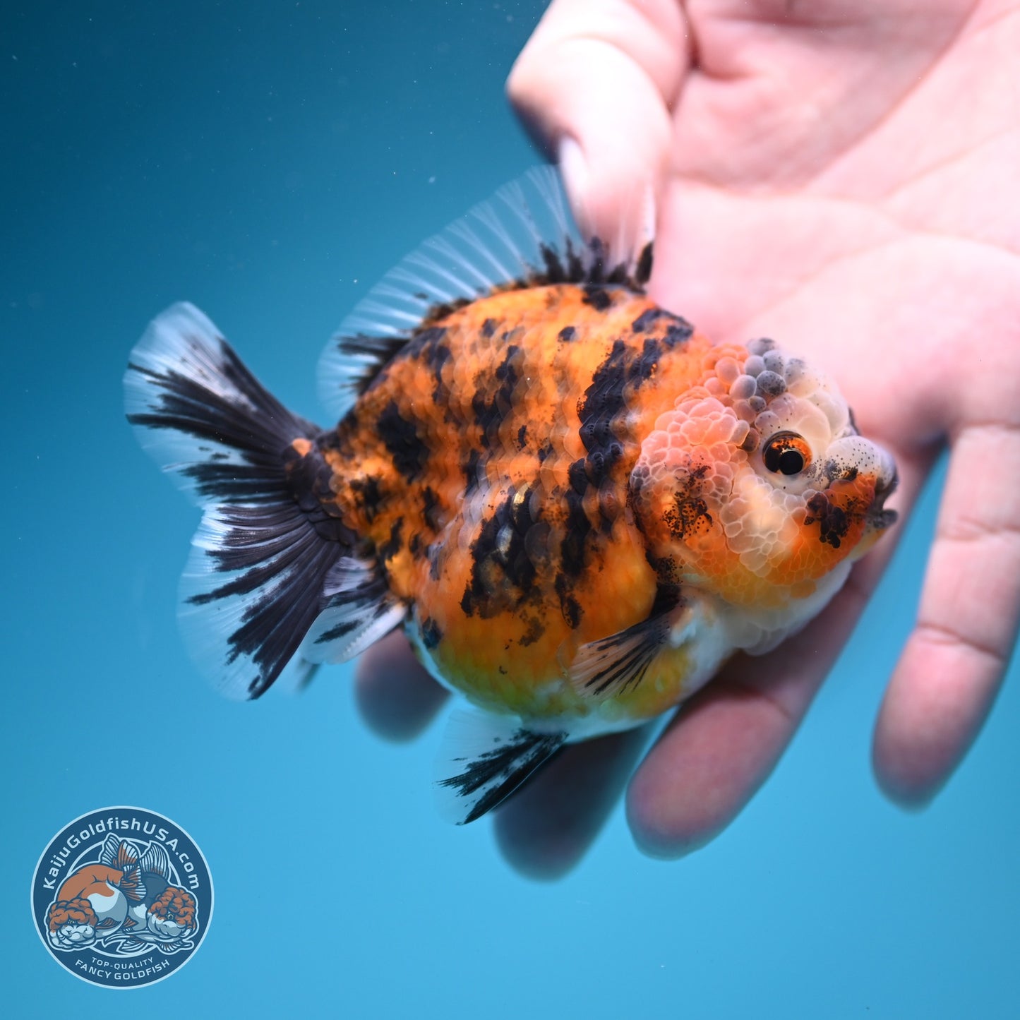 Tiger Oranda 3 inch Body (260619_OR08)