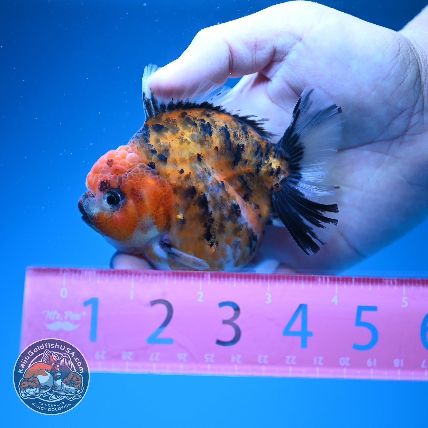 Tiger Oranda 3 inch Body (260619_OR09)