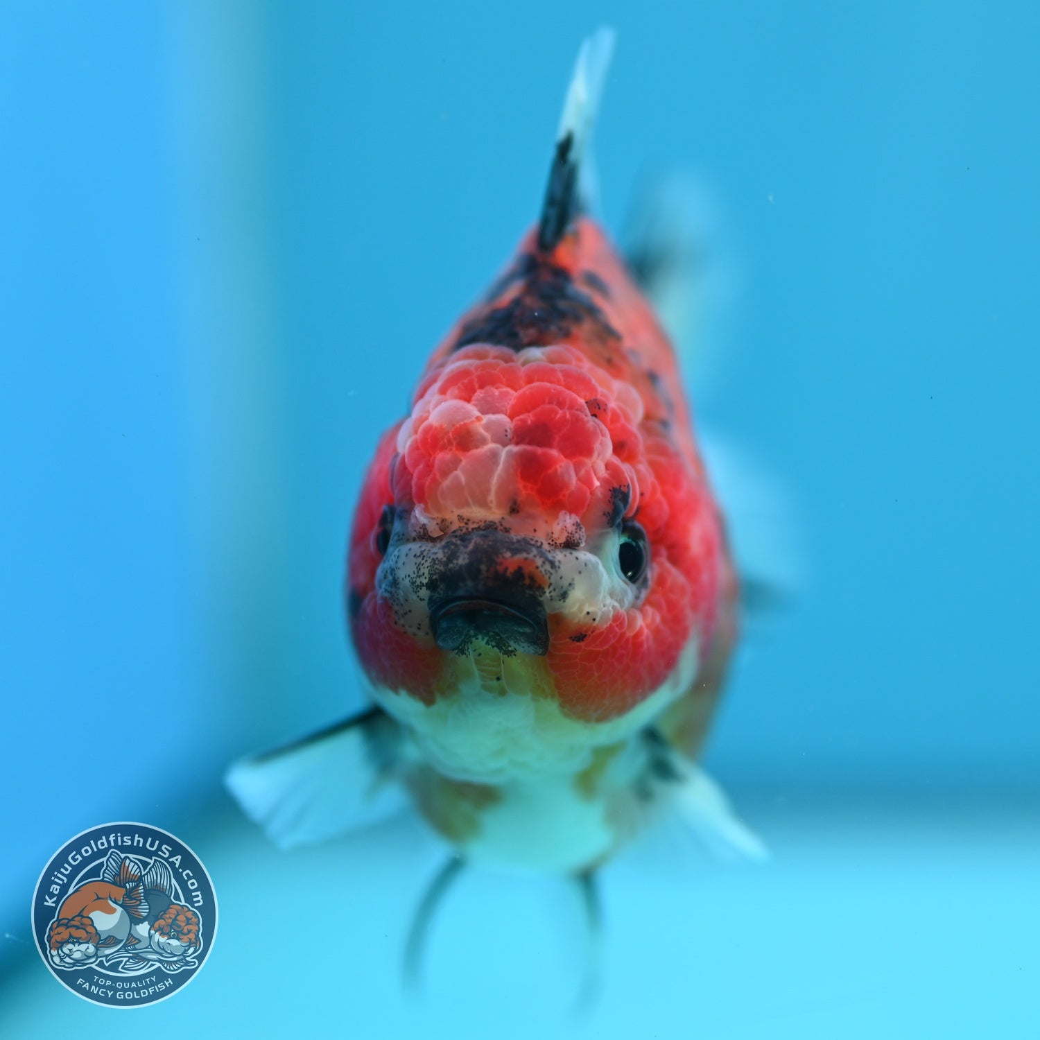 Tiger Oranda 3 inch Body (260619_OR09)