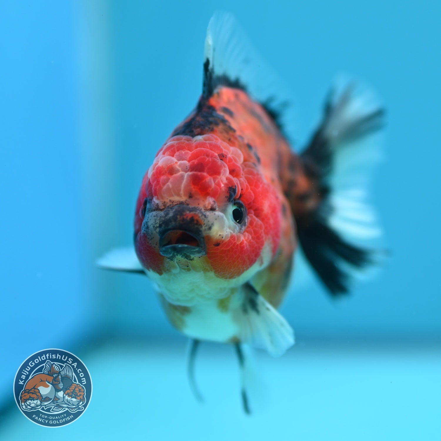 Tiger Oranda 3 inch Body (260619_OR09)