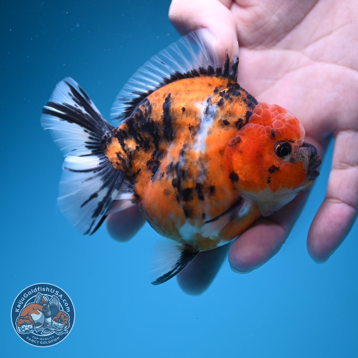 Tiger Oranda 3 inch Body (260619_OR09)