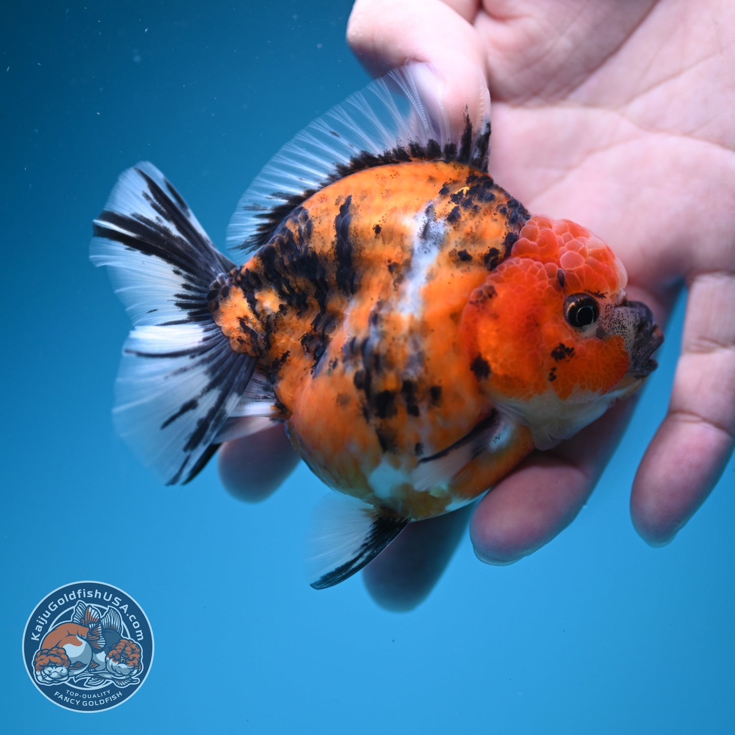 Tiger Oranda 3 inch Body (260619_OR09)