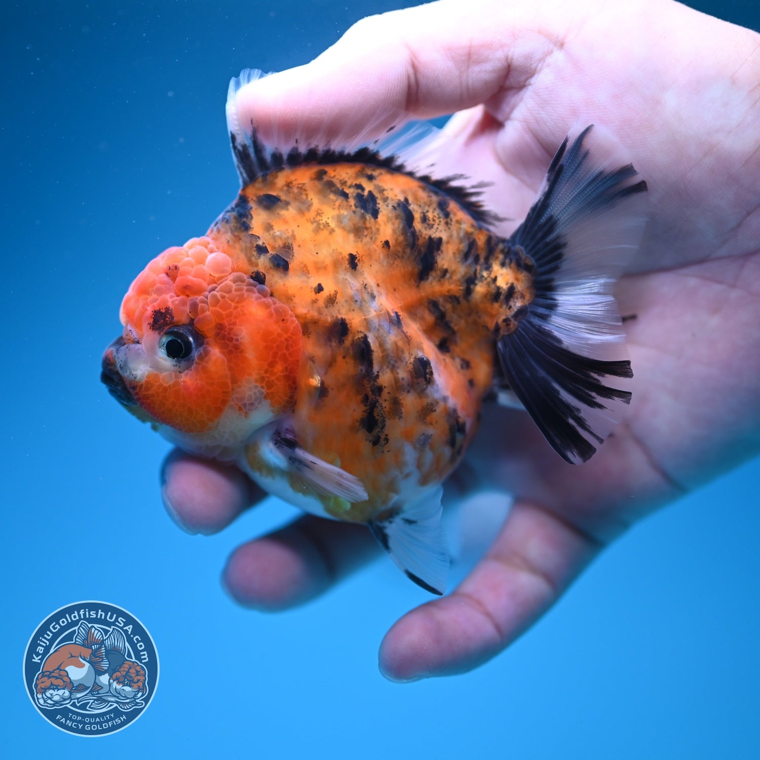 Tiger Oranda 3 inch Body (260619_OR09)