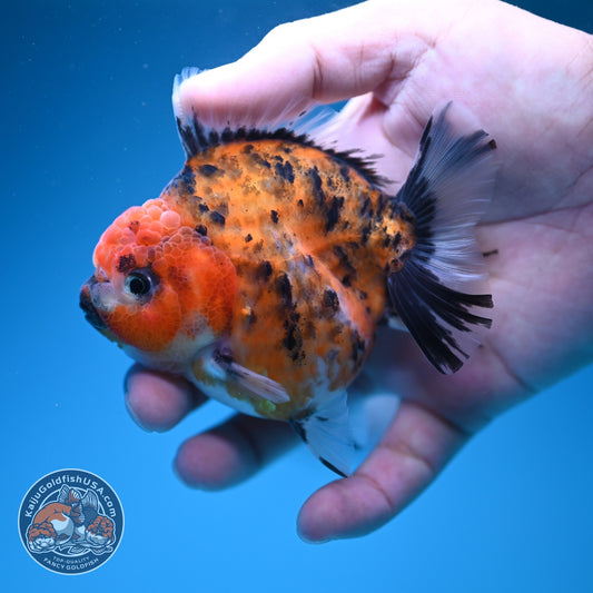 Tiger Oranda 3 inch Body (260619_OR09)