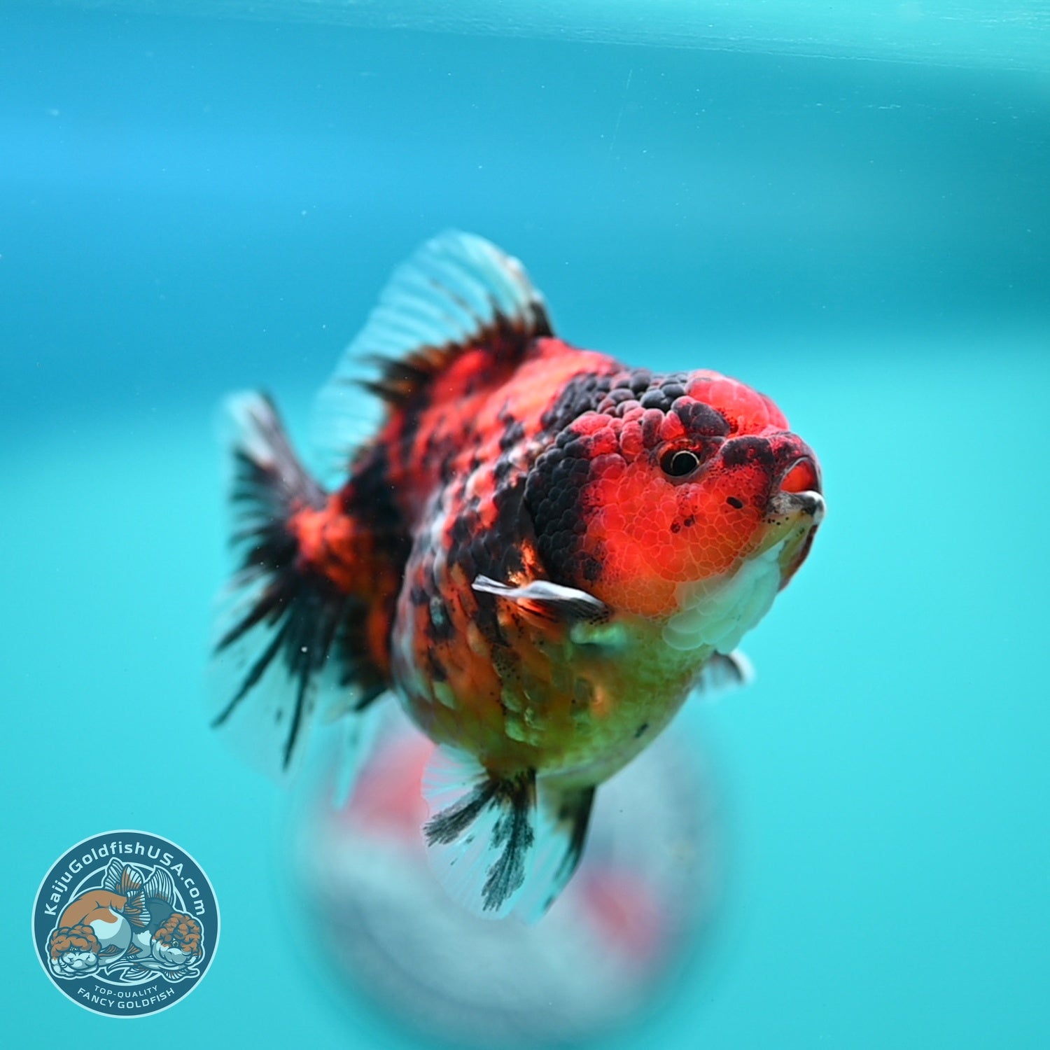 Tiger Oranda 3 inch Body (260619_OR12)