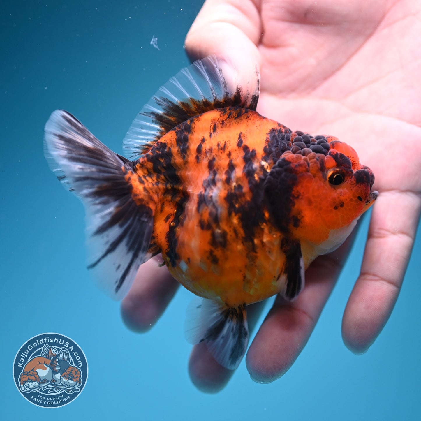 Tiger Oranda 3 inch Body (260619_OR12)