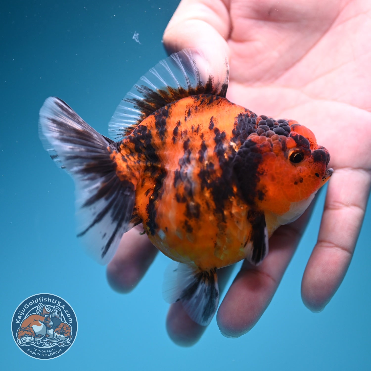 Tiger Oranda 3 inch Body (260619_OR12)