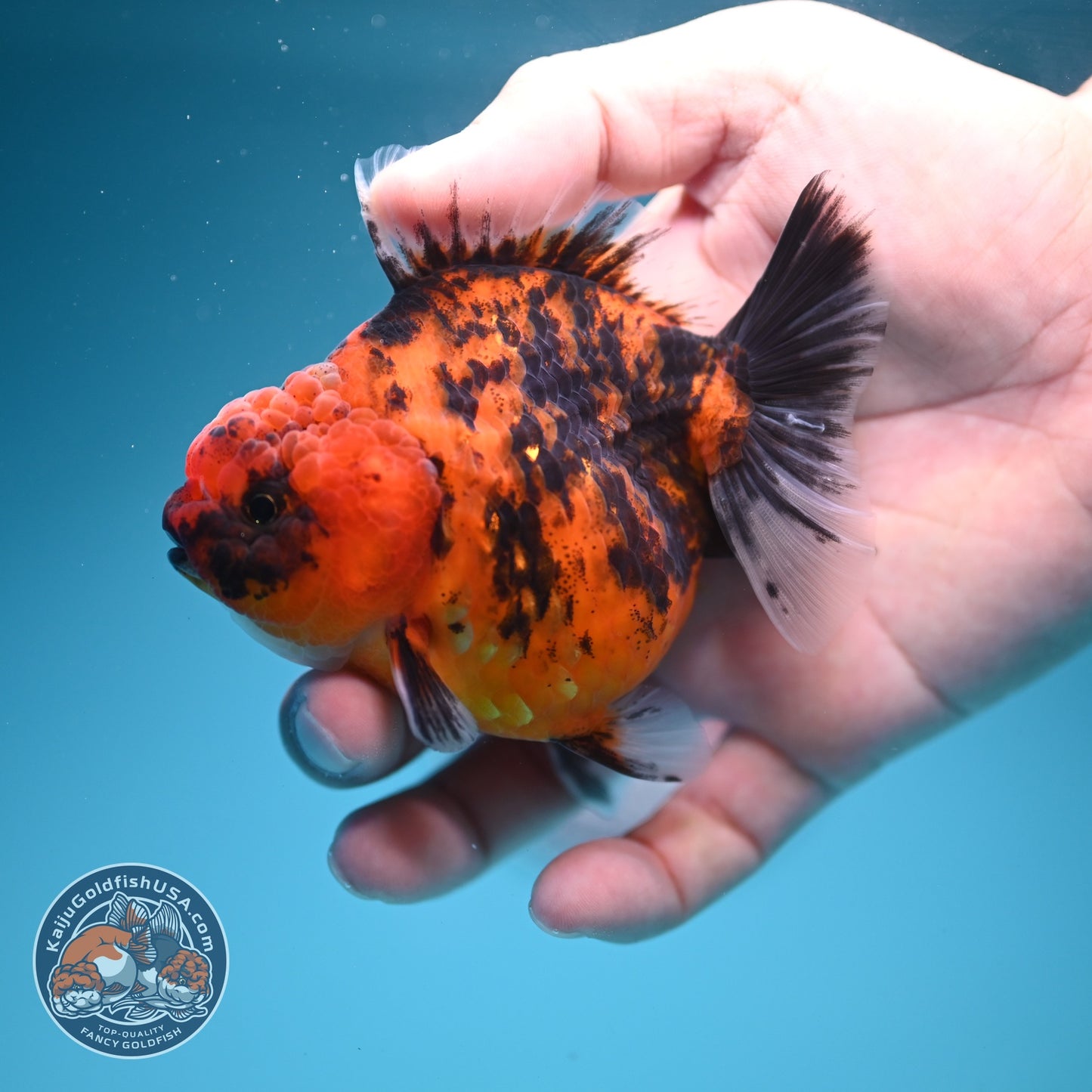Tiger Oranda 3 inch Body (260619_OR12)