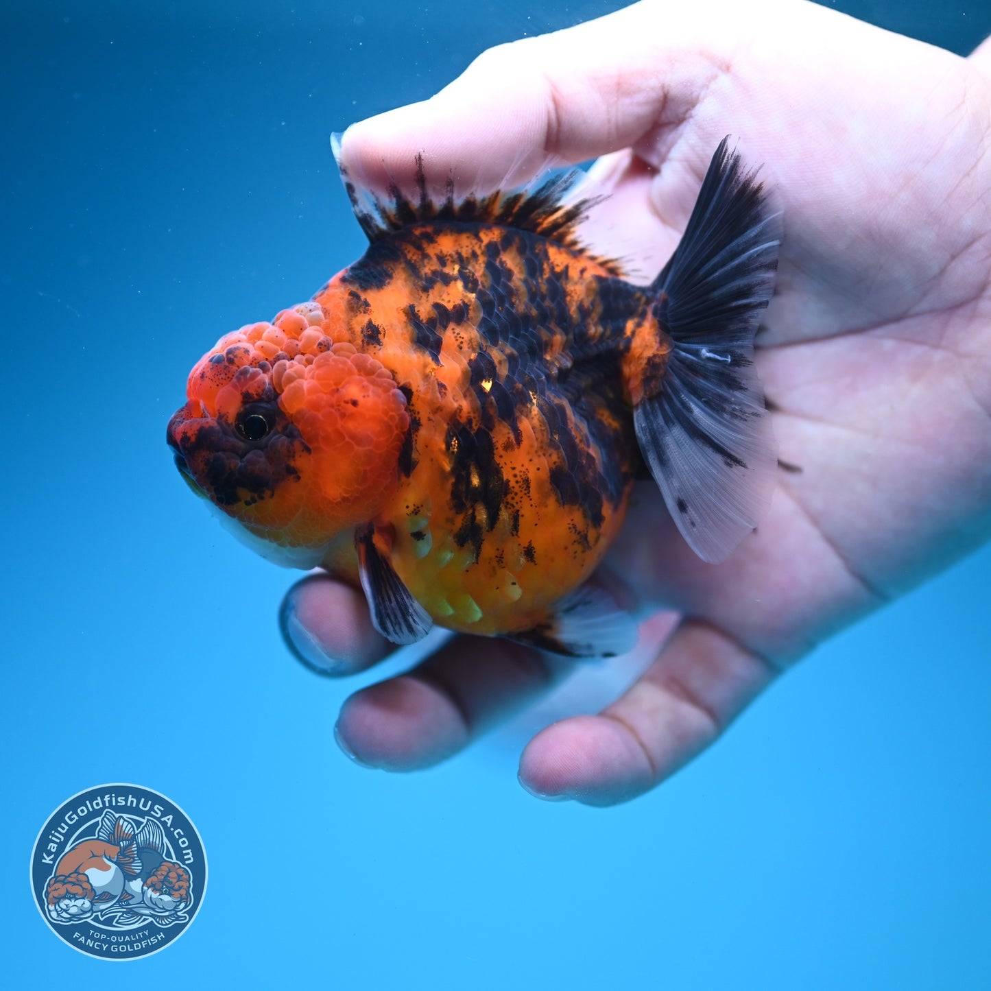 Tiger Oranda 3 inch Body (260619_OR12)