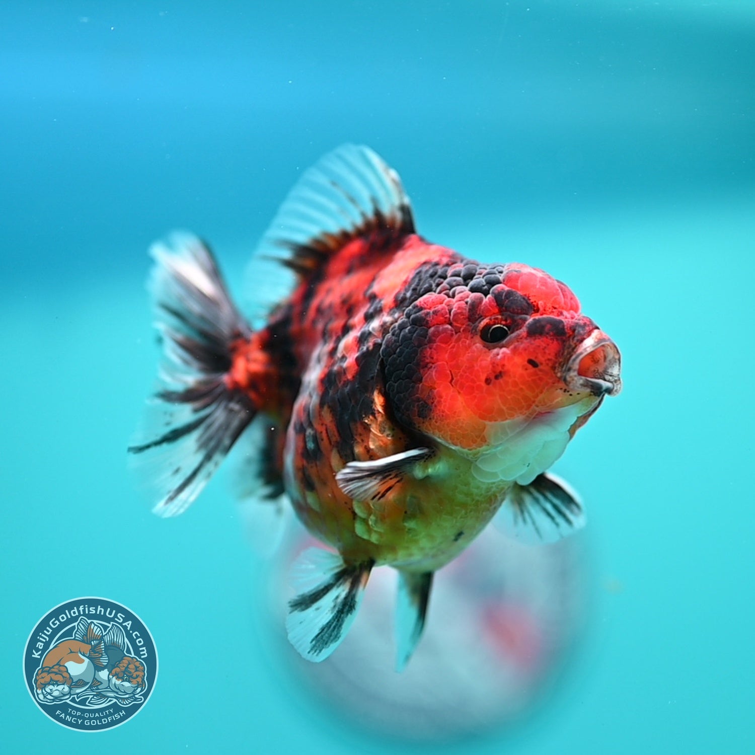 Tiger Oranda 3 inch Body (260619_OR12)