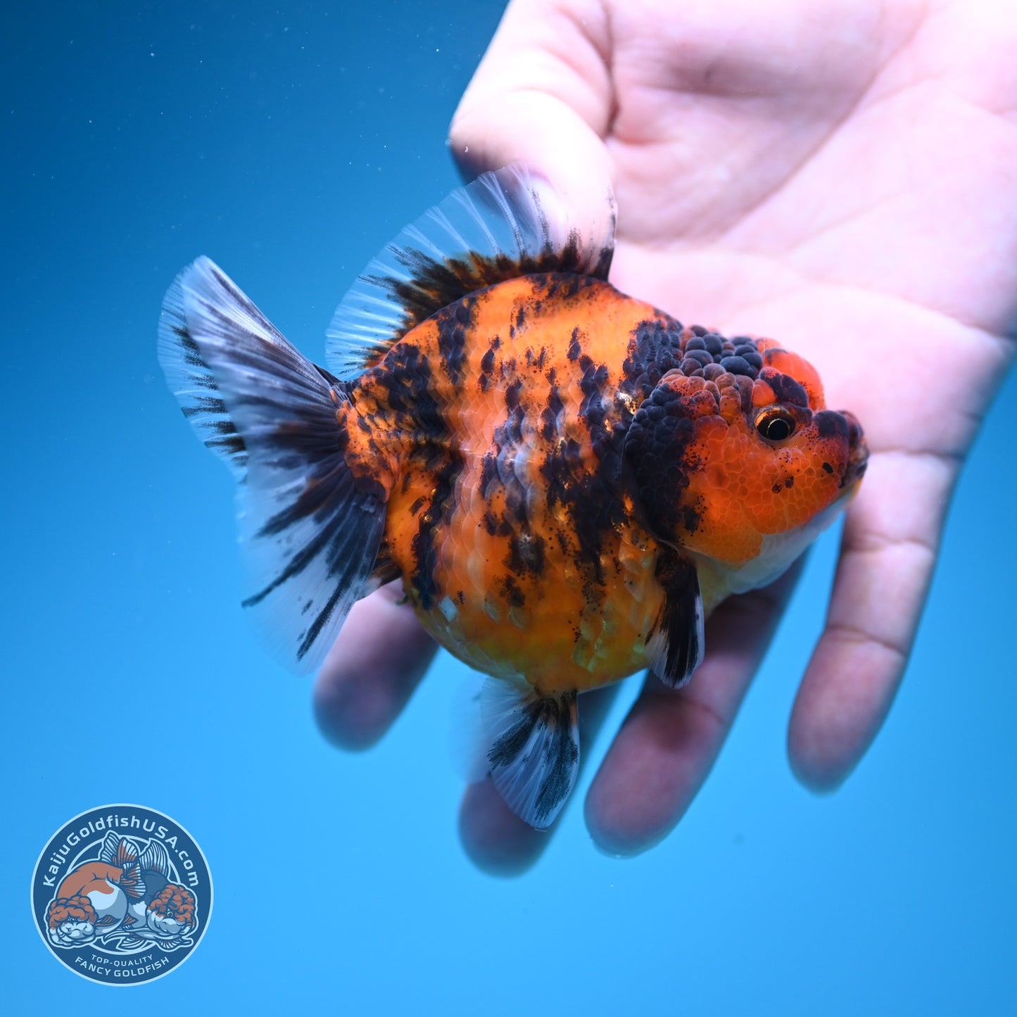 Tiger Oranda 3 inch Body (260619_OR12)