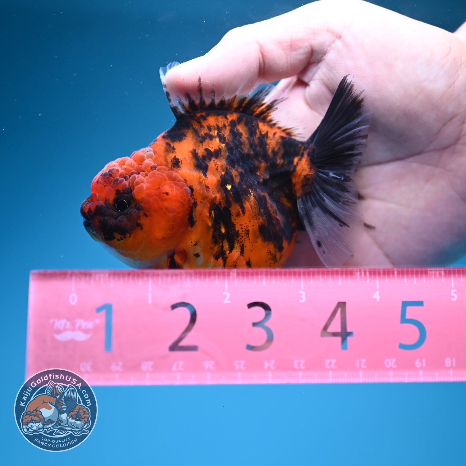 Tiger Oranda 3 inch Body (260619_OR12)