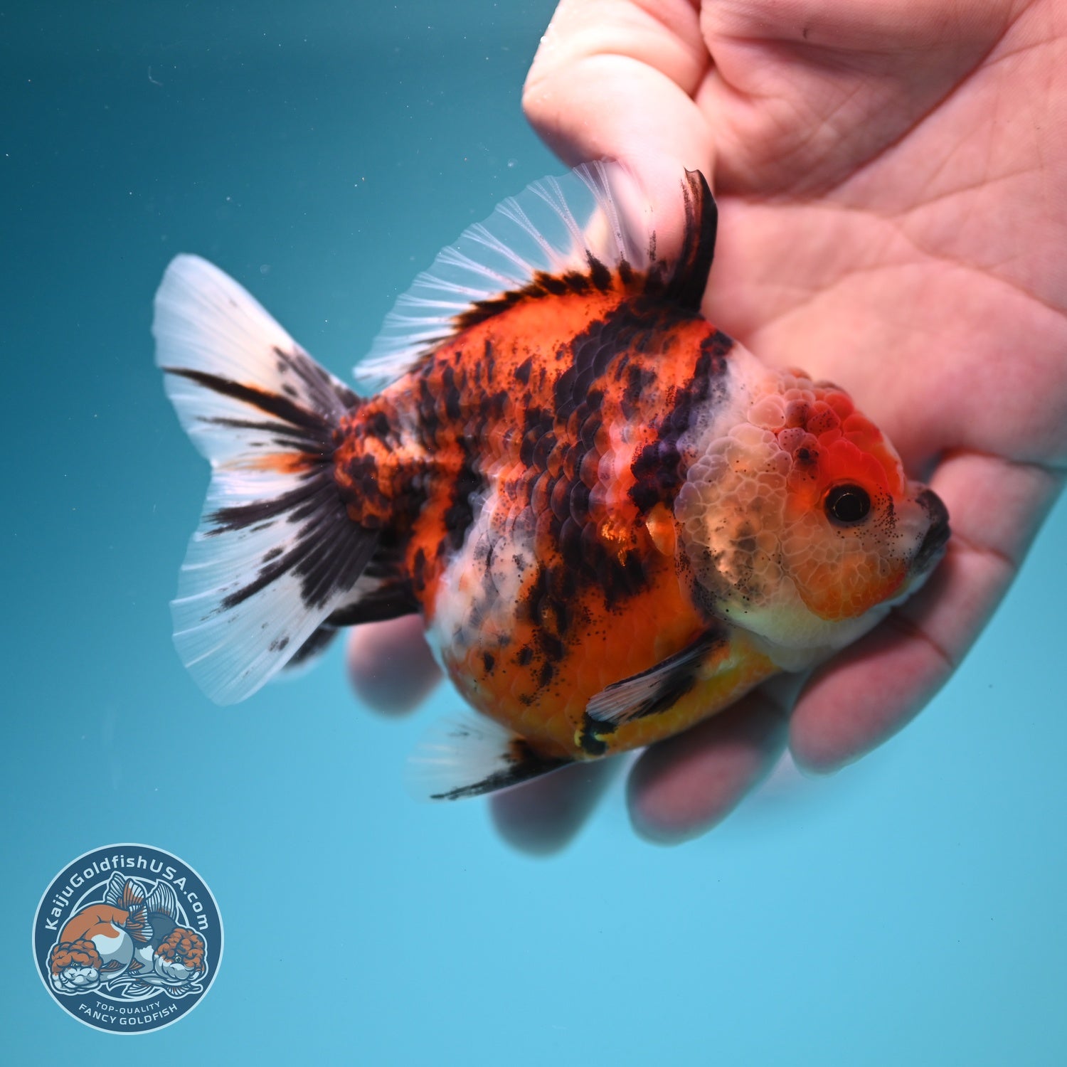 Tiger Oranda 3 inch Body (260619_OR13)