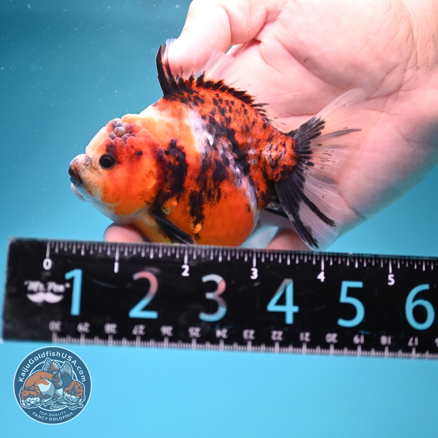 Tiger Oranda 3 inch Body (260619_OR13)