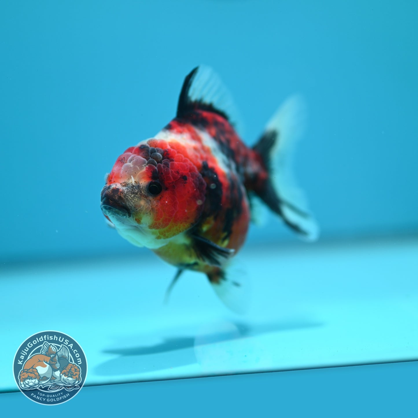 Tiger Oranda 3 inch Body (260619_OR13)