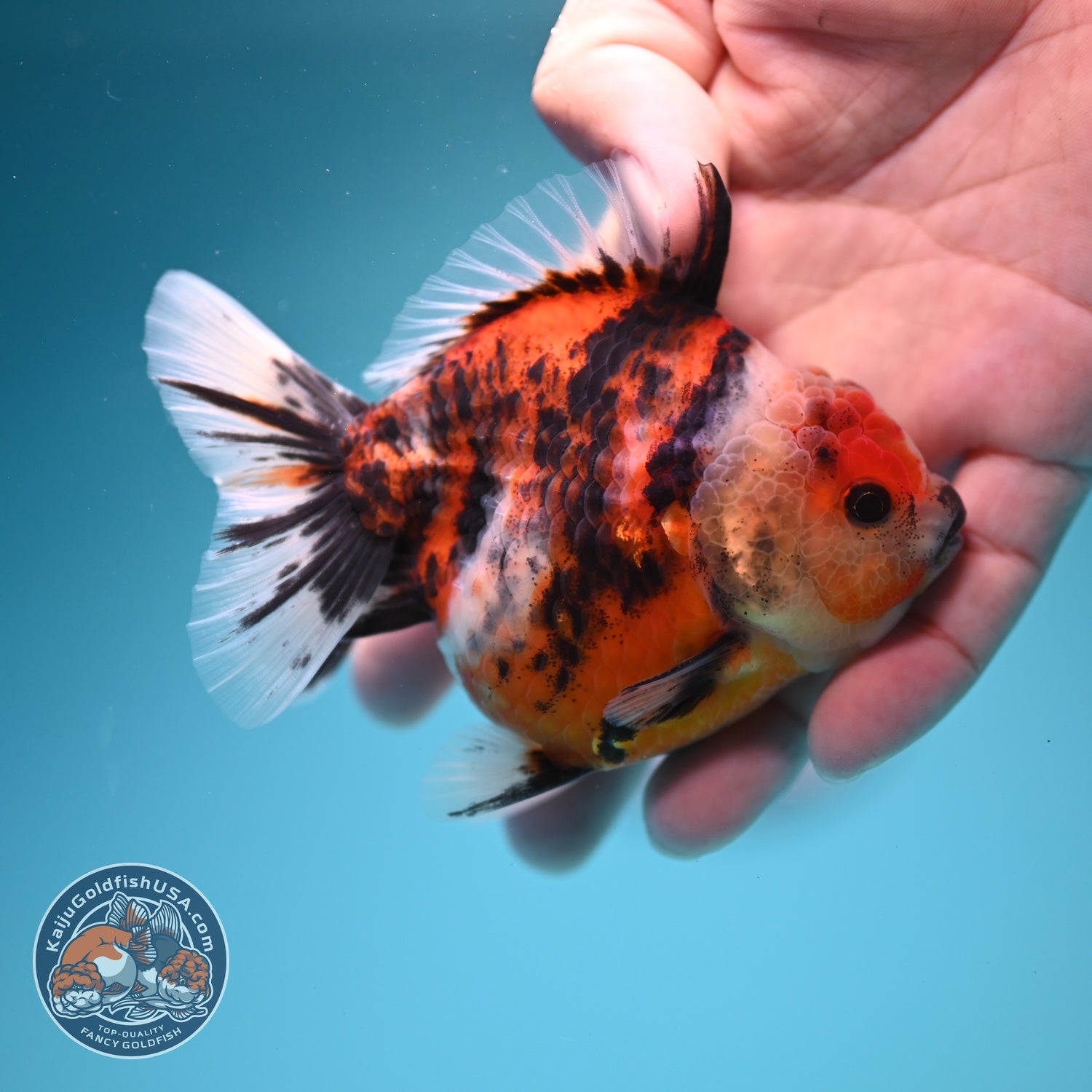 Tiger Oranda 3 inch Body (260619_OR13)