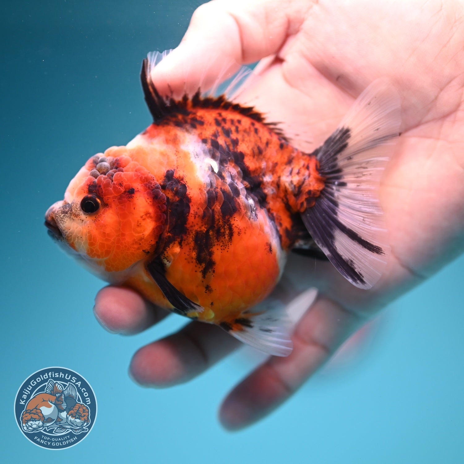 Tiger Oranda 3 inch Body (260619_OR13)