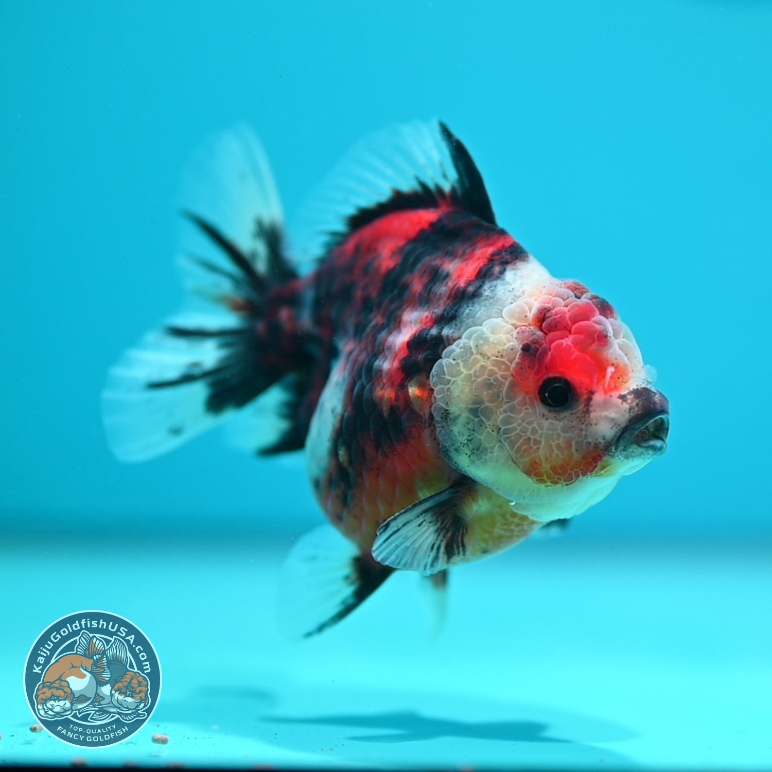 Tiger Oranda 3 inch Body (260619_OR13)