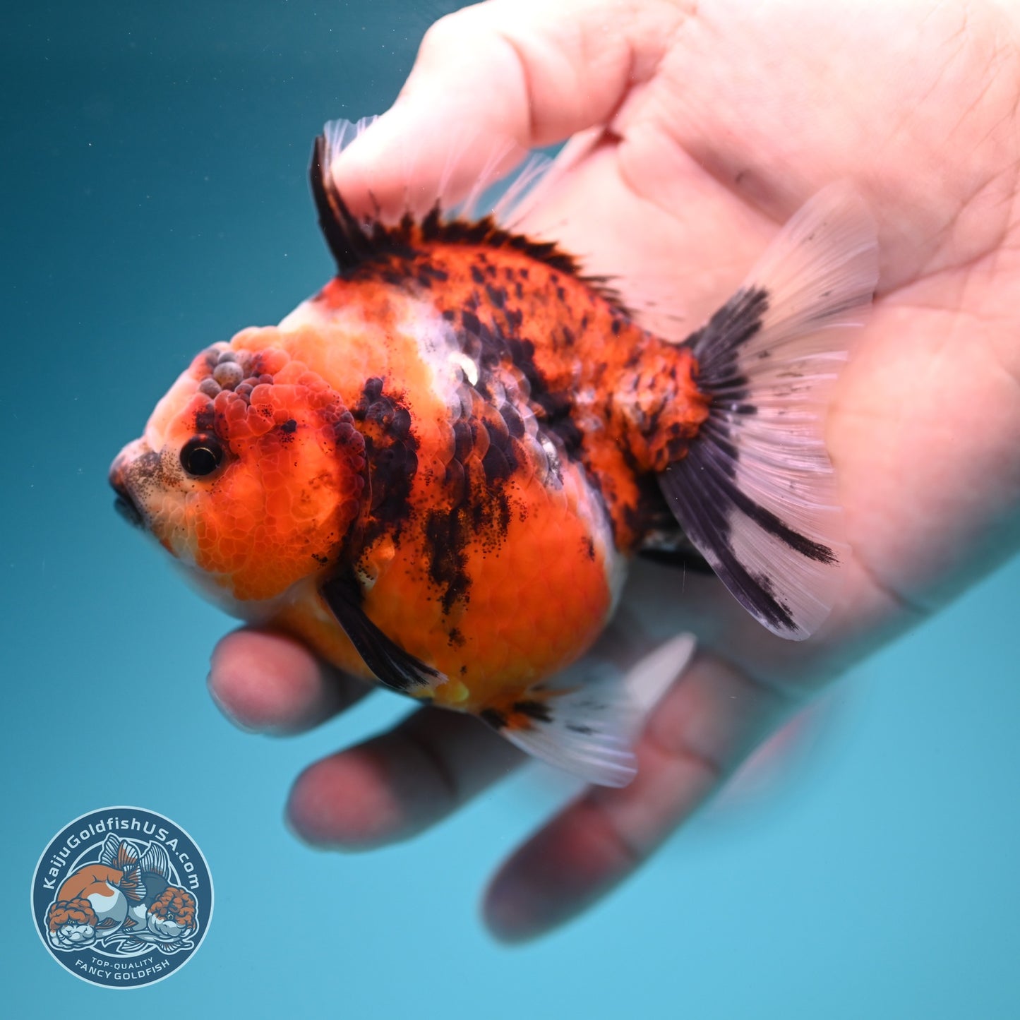 Tiger Oranda 3 inch Body (260619_OR13)