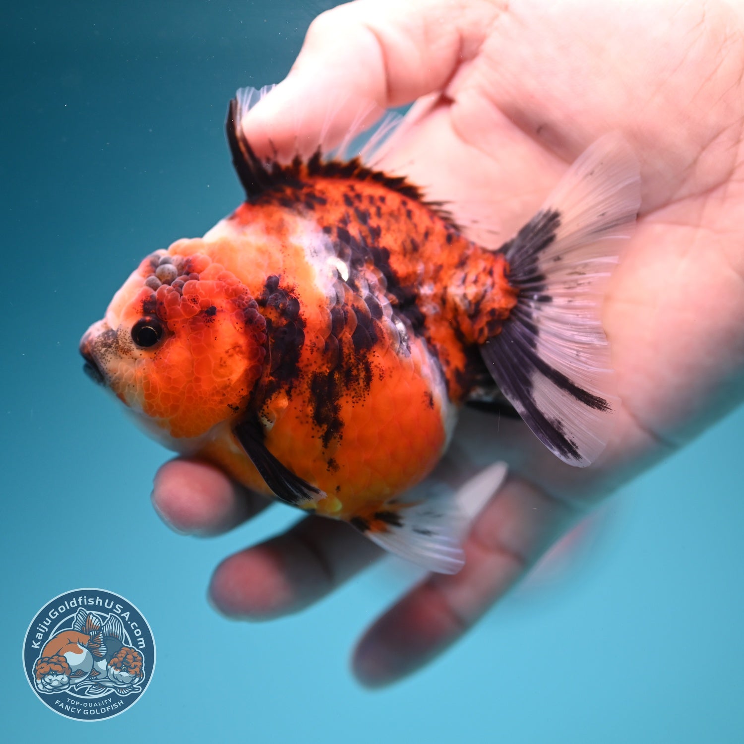Tiger Oranda 3 inch Body (260619_OR13)