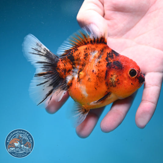 Tiger Oranda 3 inch Body (260821_OR12)