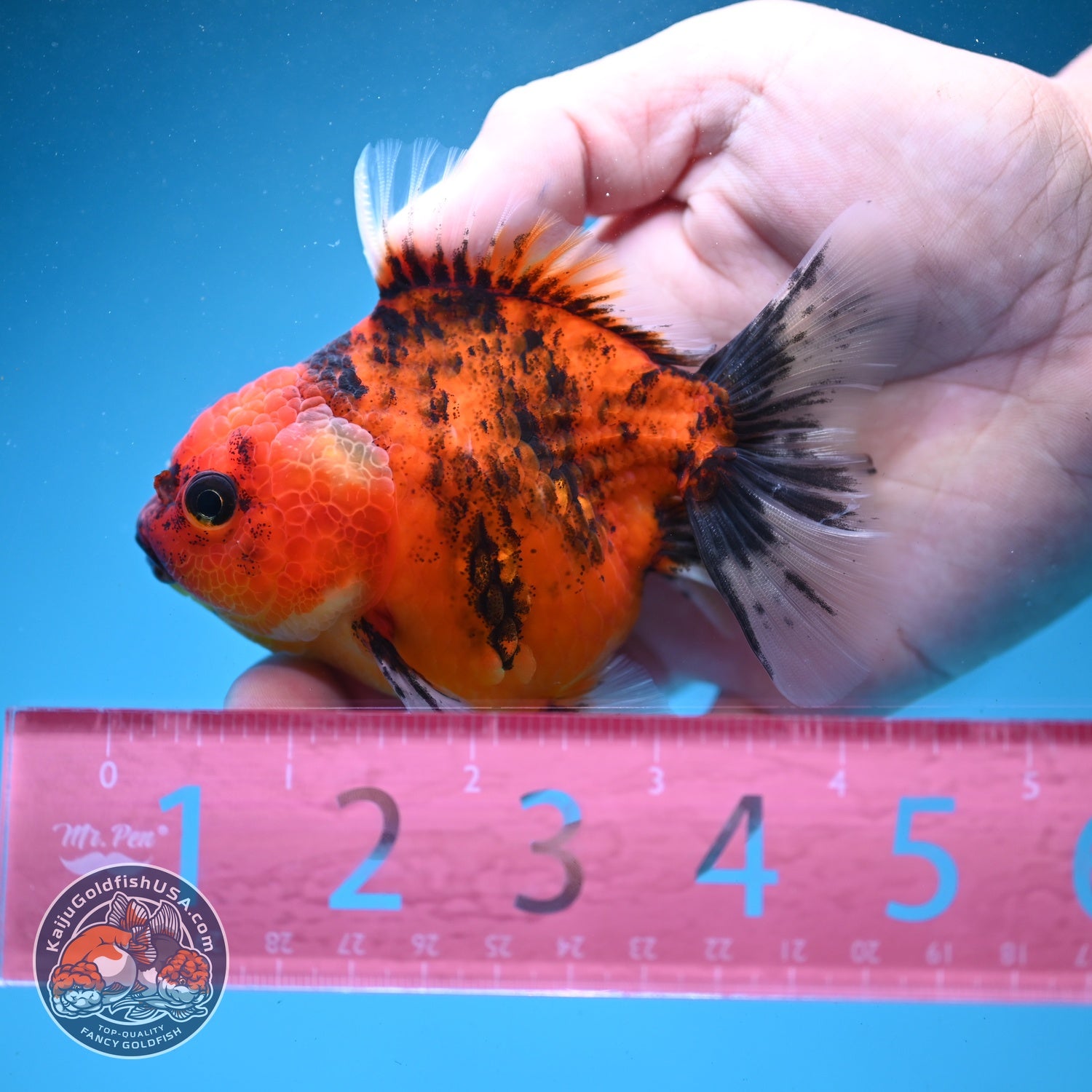 Tiger Oranda 3 inch Body (260821_OR12)